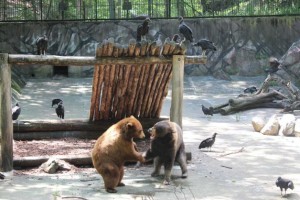 Bear Mountain Zoo bears