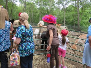 Rock ridge alpacas chester