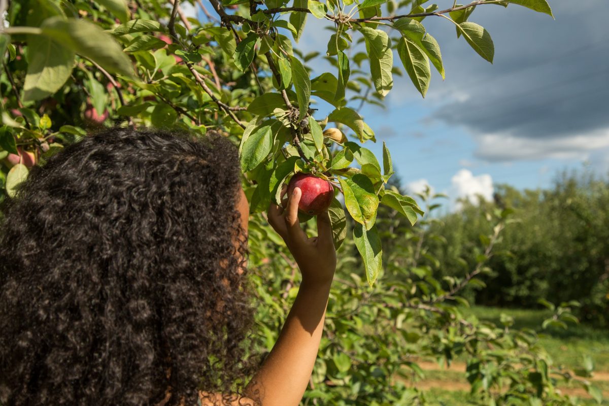 Apples and Orange County, N.Y.: The Perfect Combination On Pick-it-Yourself Orchards