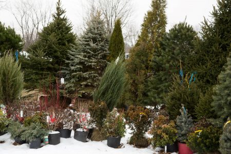 Find your perfect Christmas tree